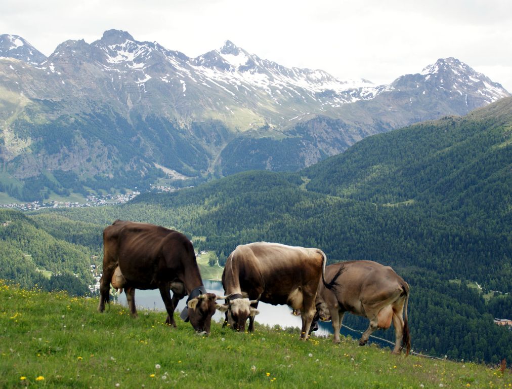 Alpine cows against a backdrop of mountains. Nice.